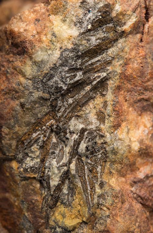 GOLD after CALAVERITE